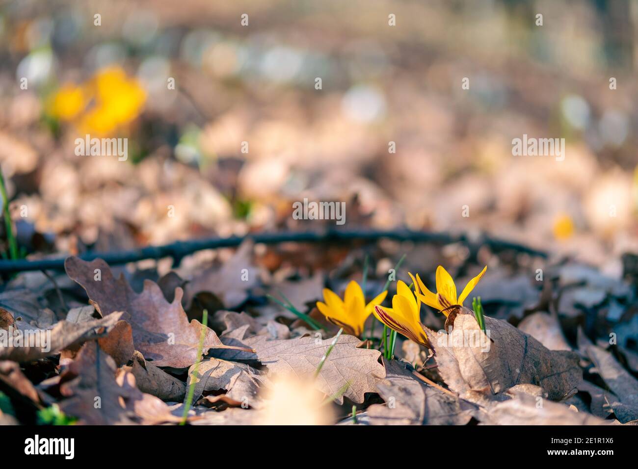 Primi fiori gialli primavera, crocus, zafferano nella foresta Foto Stock