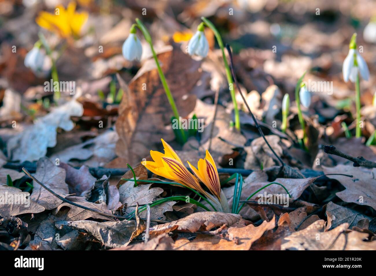 I primi crocus di fiori gialli di primavera hanno fatto la loro strada attraverso il fogliame nella foresta Foto Stock