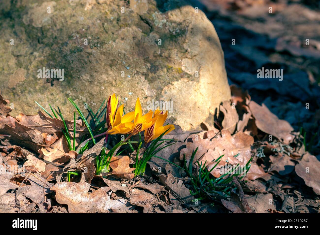 La prima primavera giallo fiori crocuses primo piano crescere in fogliame nella foresta vicino alla pietra Foto Stock