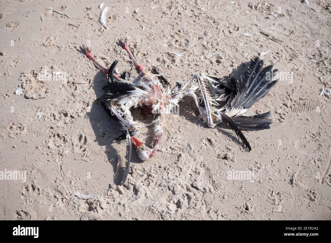 Carcassa di cicogna morta in sabbia Foto Stock