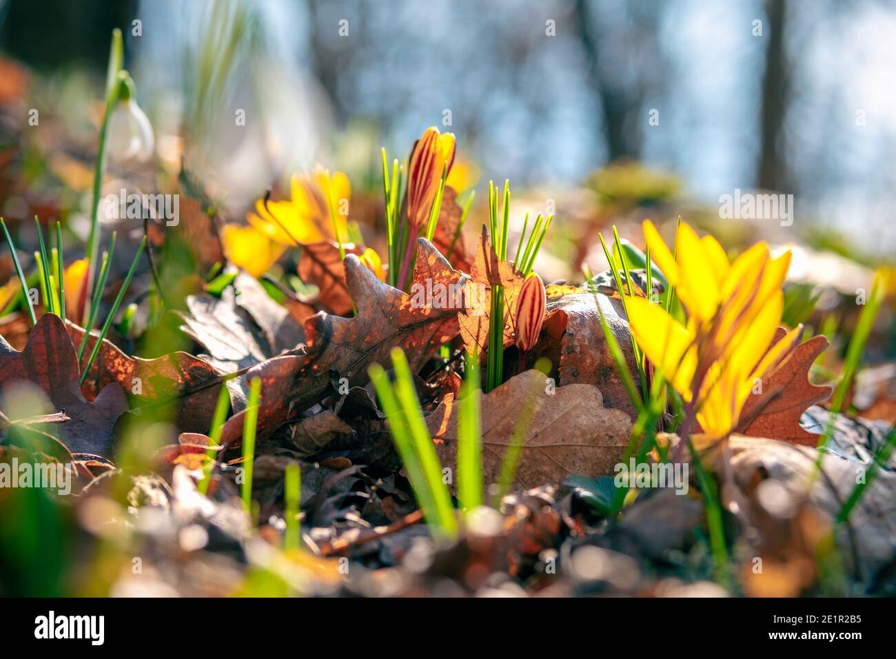Croci gialli o zafferano da vicino. I primi fiori primaverili fanno la loro strada attraverso il fogliame Foto Stock