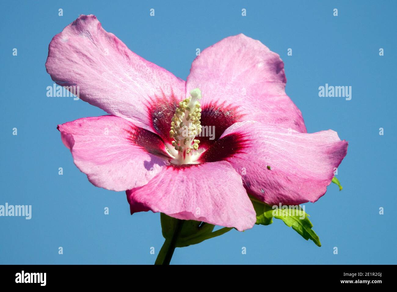 Hibiscus syriacus 'Aphrodite' fiore singolo rosa contro il cielo blu Foto Stock