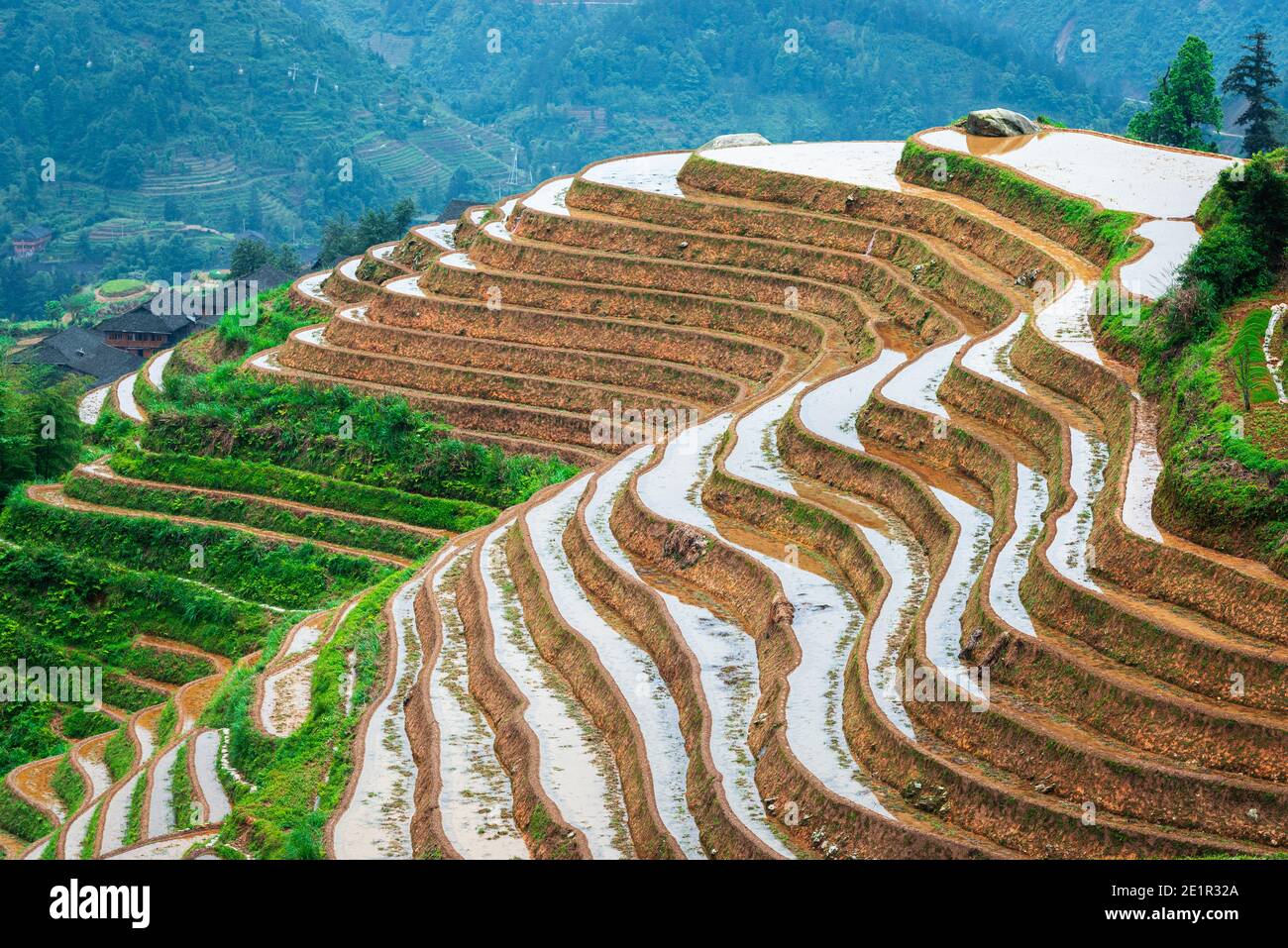 Yaoshan montagna, Guilin, Cina hillside terrazze di riso paesaggio. Foto Stock