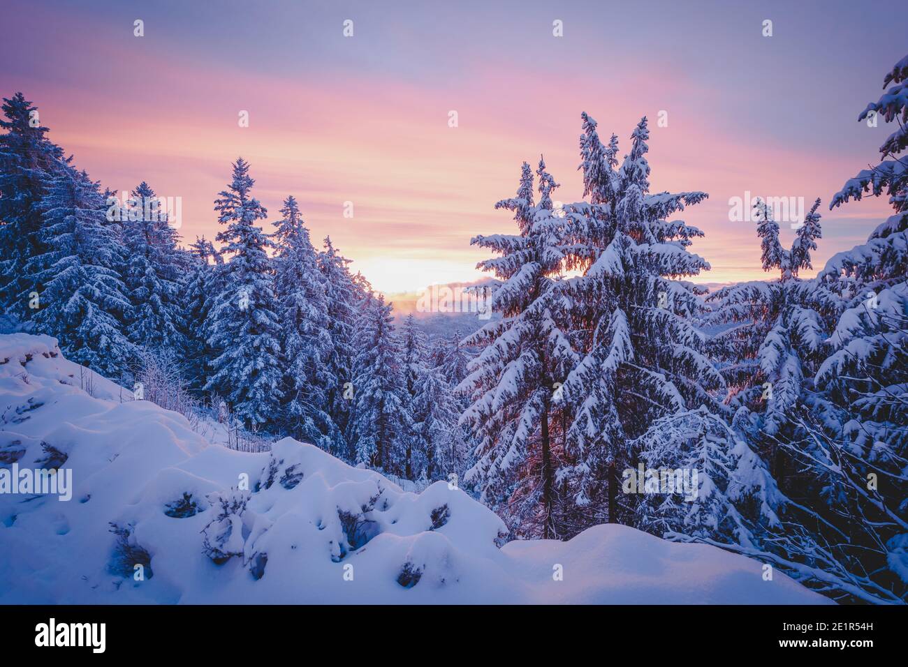 Pini innevati fotografati nella foresta nera delle montagne in germania nella splendida luce dell'alba Foto Stock