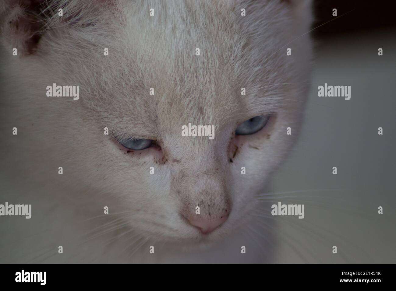 Bellissimo primo piano ritratto di gatto vagato all'aperto, animale senza casa, carino gattino di strada, gatto bianco con gli occhi blu belli Foto Stock