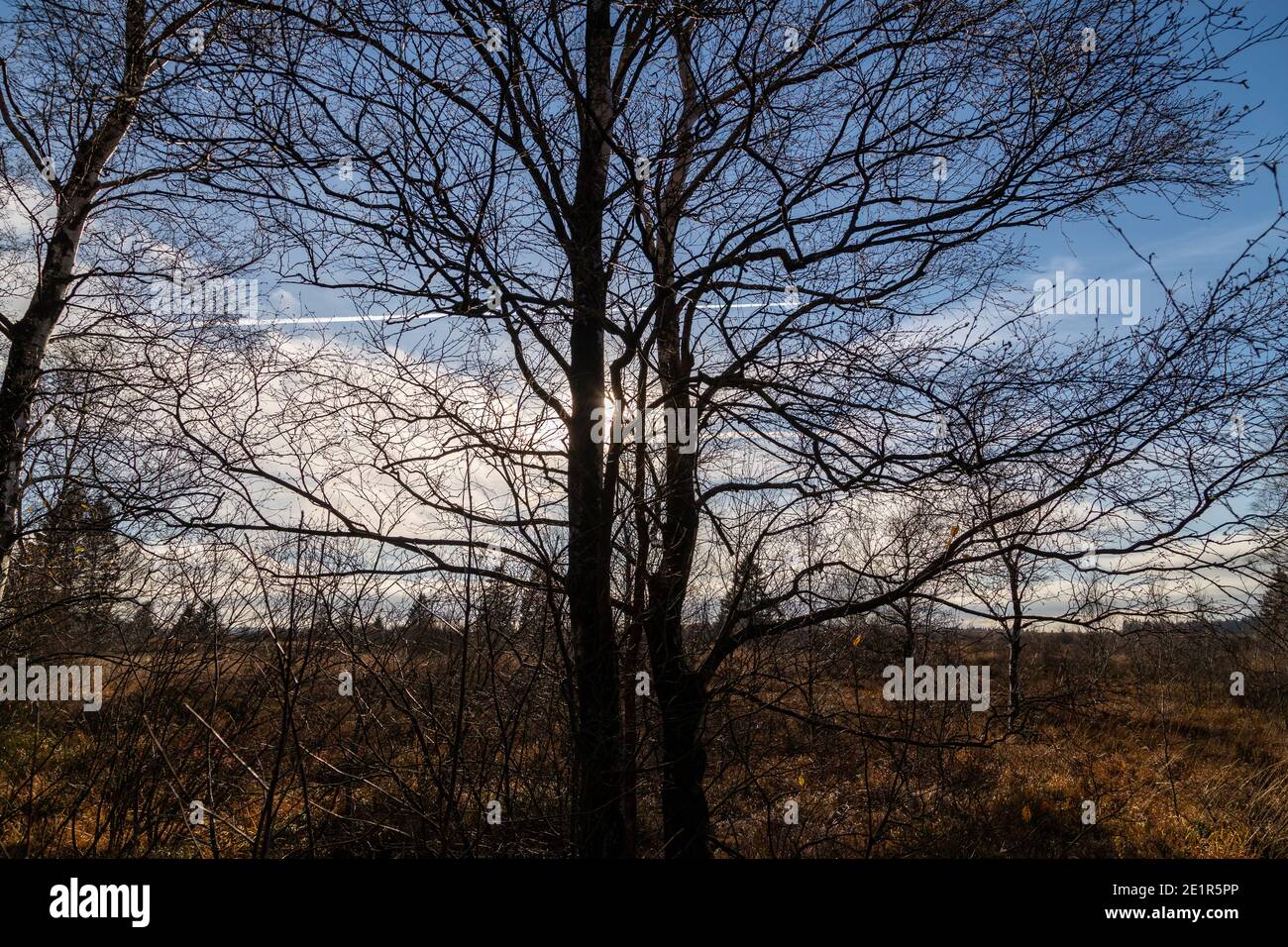 Cielo blu e albero contro la luce in High Fens, Belgio in autunno Foto Stock
