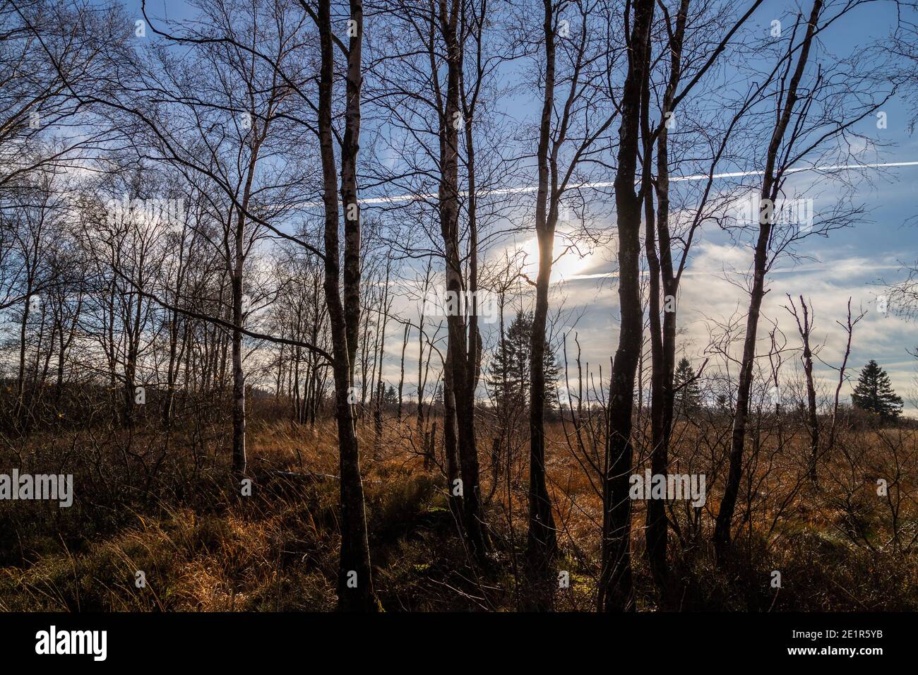 Cielo blu e albero contro la luce in High Fens, Belgio in autunno Foto Stock
