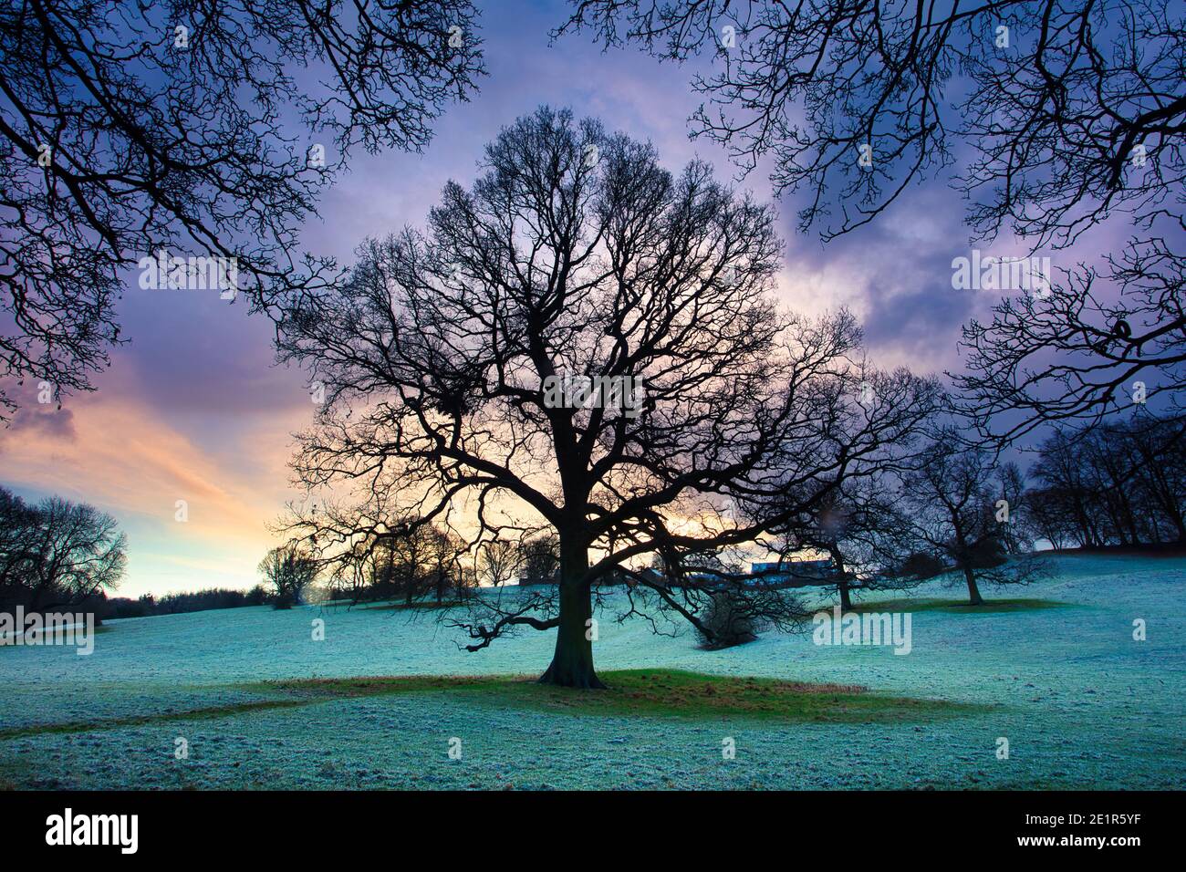 Scena invernale con un albero al tramonto nella contea di Durham, Inghilterra Regno Unito. Foto Stock