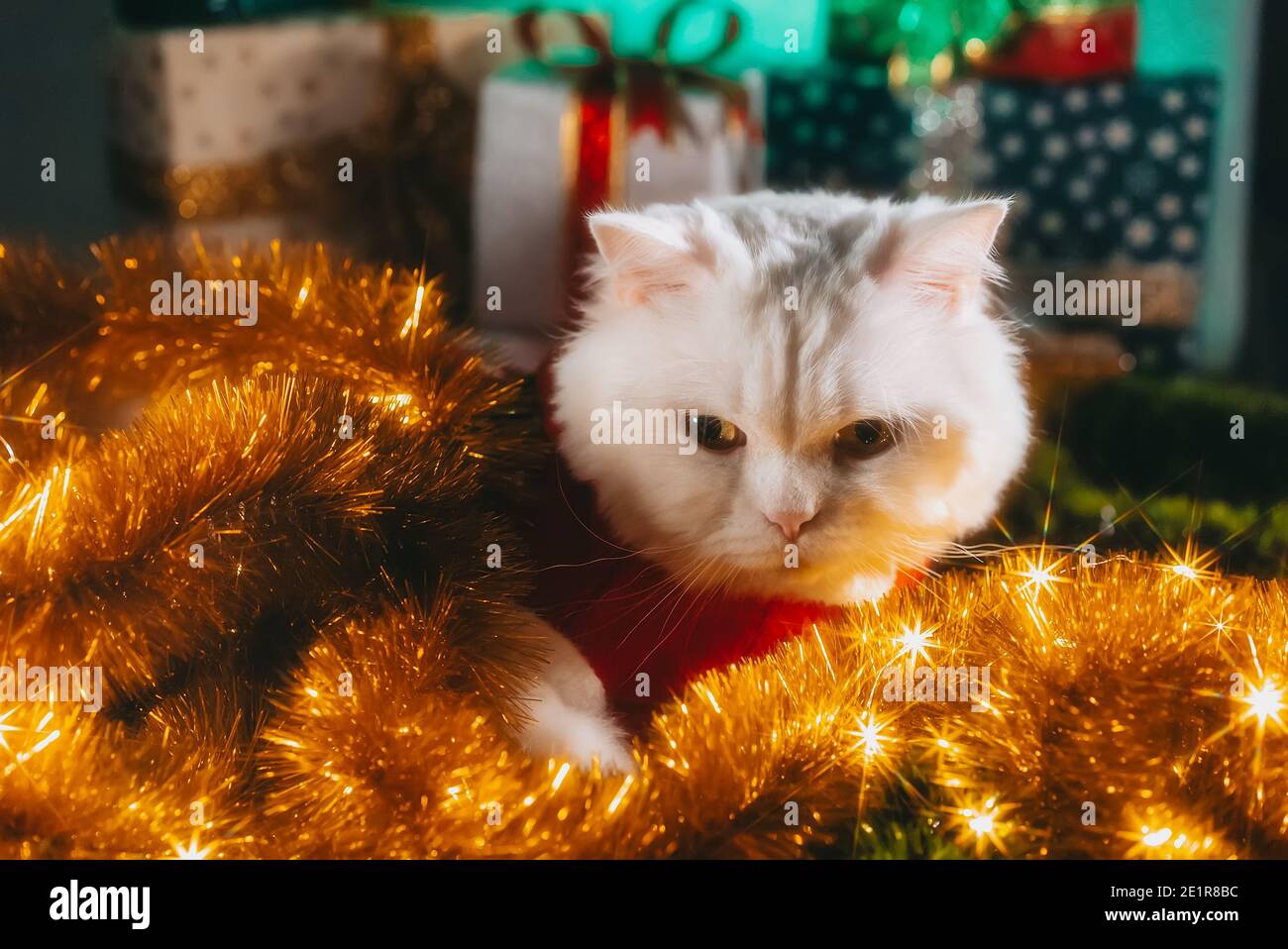 Ritratto di soffice gatto bianco nella decorazione di Natale - costume di  Babbo Natale. Anno nuovo, animali domestici, animali meme concetto Foto  stock - Alamy