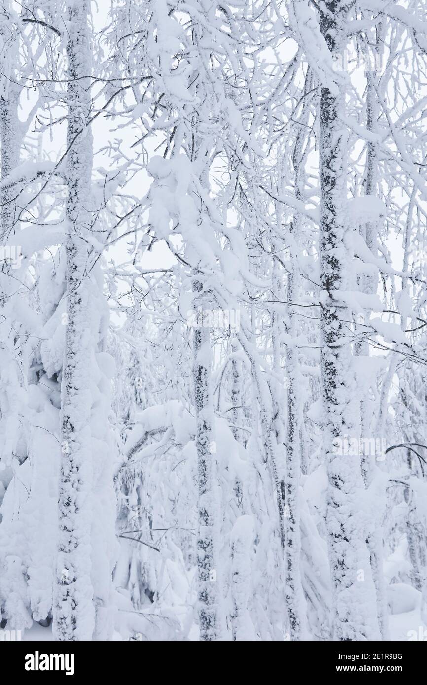 sfondo naturale, paesaggio - boschetto invernale dopo la nevicata Foto Stock