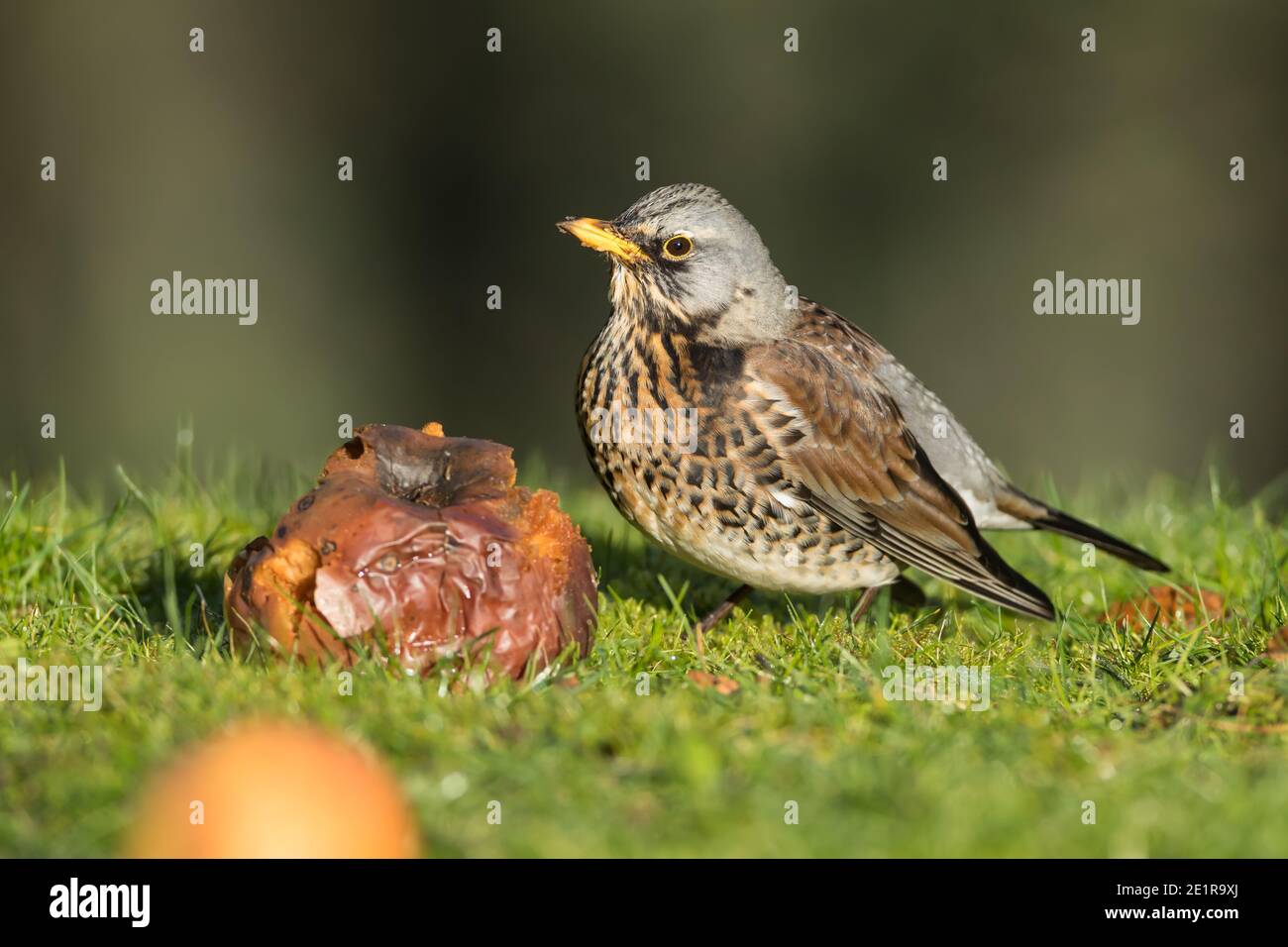 Fieldfare su erba con una mela a ventosa Foto Stock