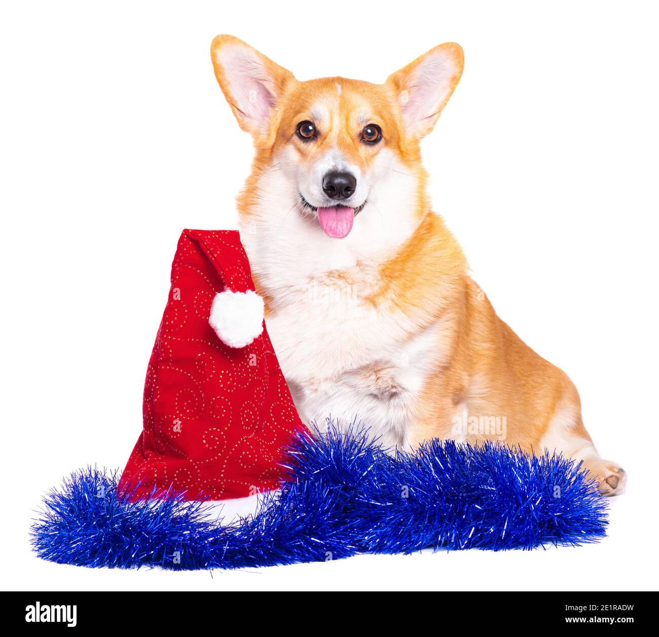 Pembroke Puppy gallese Corgi sorridente con tincel rosso cappello santa isolato Foto Stock