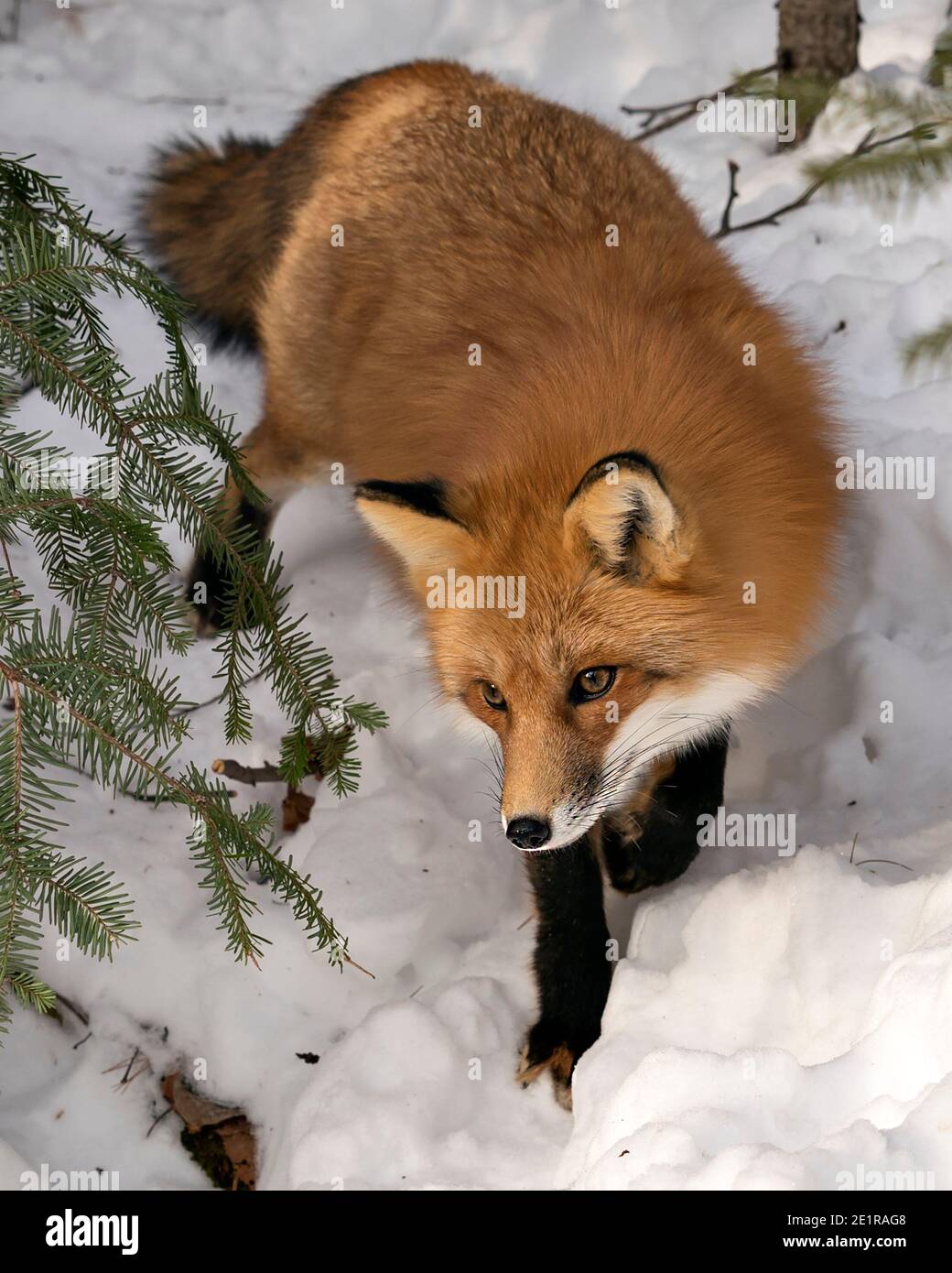 Volpe rossa che invecchia nella stagione invernale nel suo ambiente e habitat con neve e rami sullo sfondo con coda di volpe, pelliccia. Immagine FOX. PICT Foto Stock