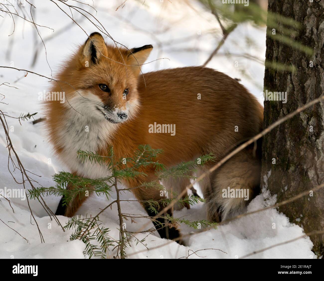 Volpe rossa primo piano profilo vista nella stagione invernale in habitat con neve e rami sfondo mostra folgorosa coda di volpe, pelliccia. Immagine FOX. Immagine. Foto Stock