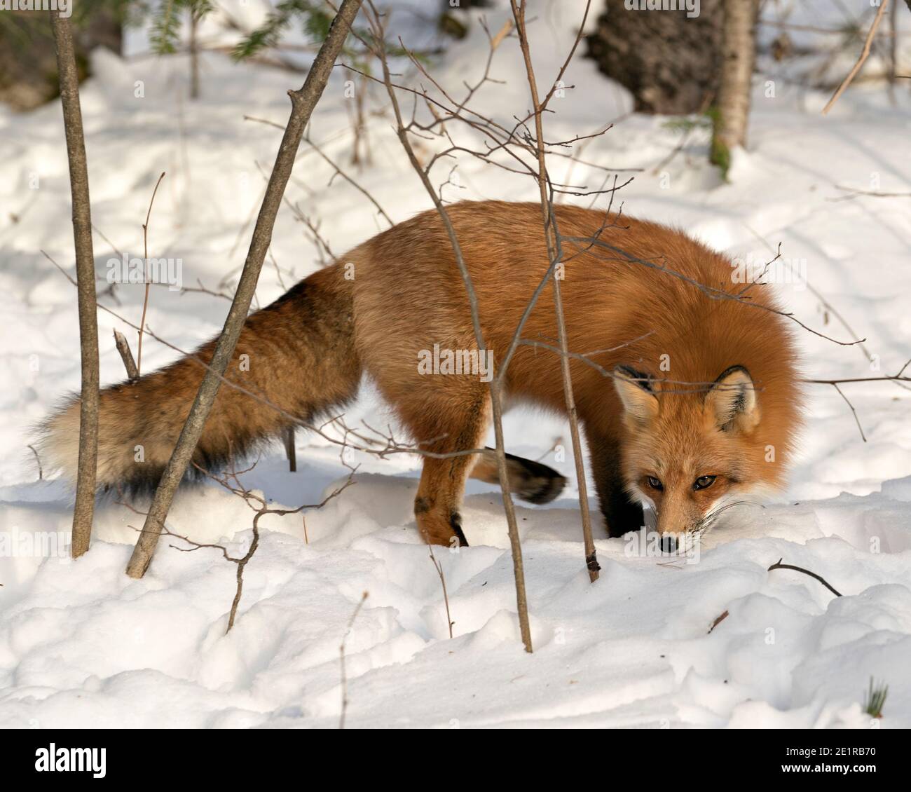 Volpe rossa che invecchia nella stagione invernale nel suo ambiente e habitat con neve e rami sullo sfondo con coda di volpe, pelliccia. Immagine FOX. Fig Foto Stock