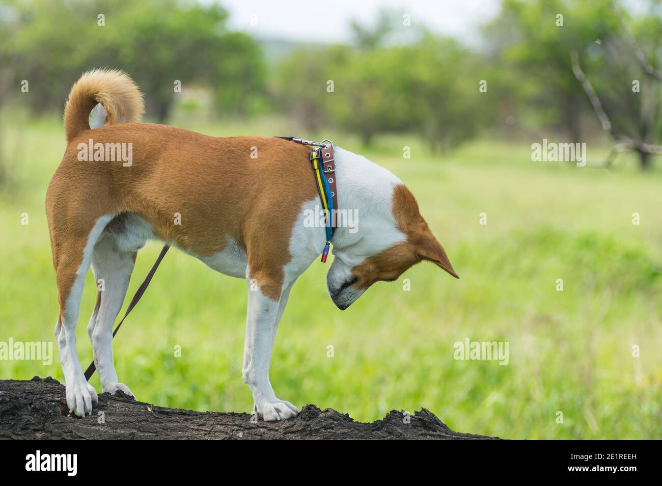 Ritratto di cane Basenji maturo in piedi su un ramo di albero alla stagione primaverile e guardando con attenzione verso il basso Foto Stock