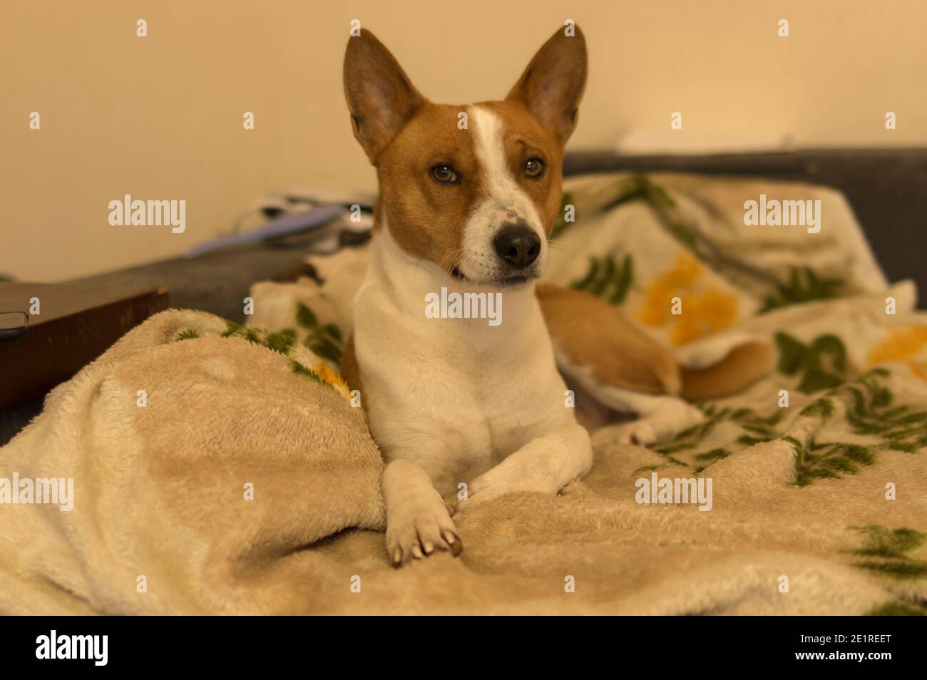 Ritratto interno del cane maturo basenji sdraiato divano umano - il posto preferito in tutta la casa Foto Stock