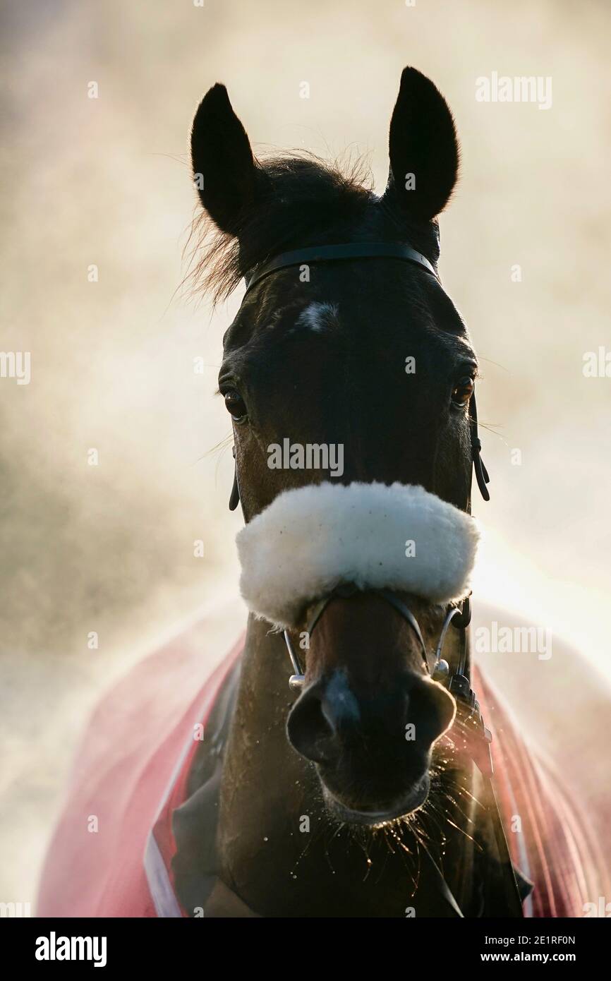 Steam sale da McFabulous dopo aver vinto il Dornan Engineering Relkeel Hurdle, presso l'ippodromo di Kempton Park. Foto Stock