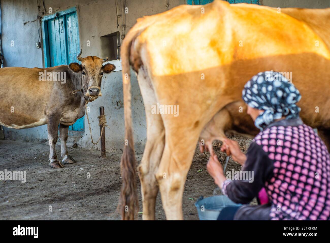 Una donna munga una mucca nel cortile. Anig villaggio, Qusar distretto, Azerbaigian Foto Stock