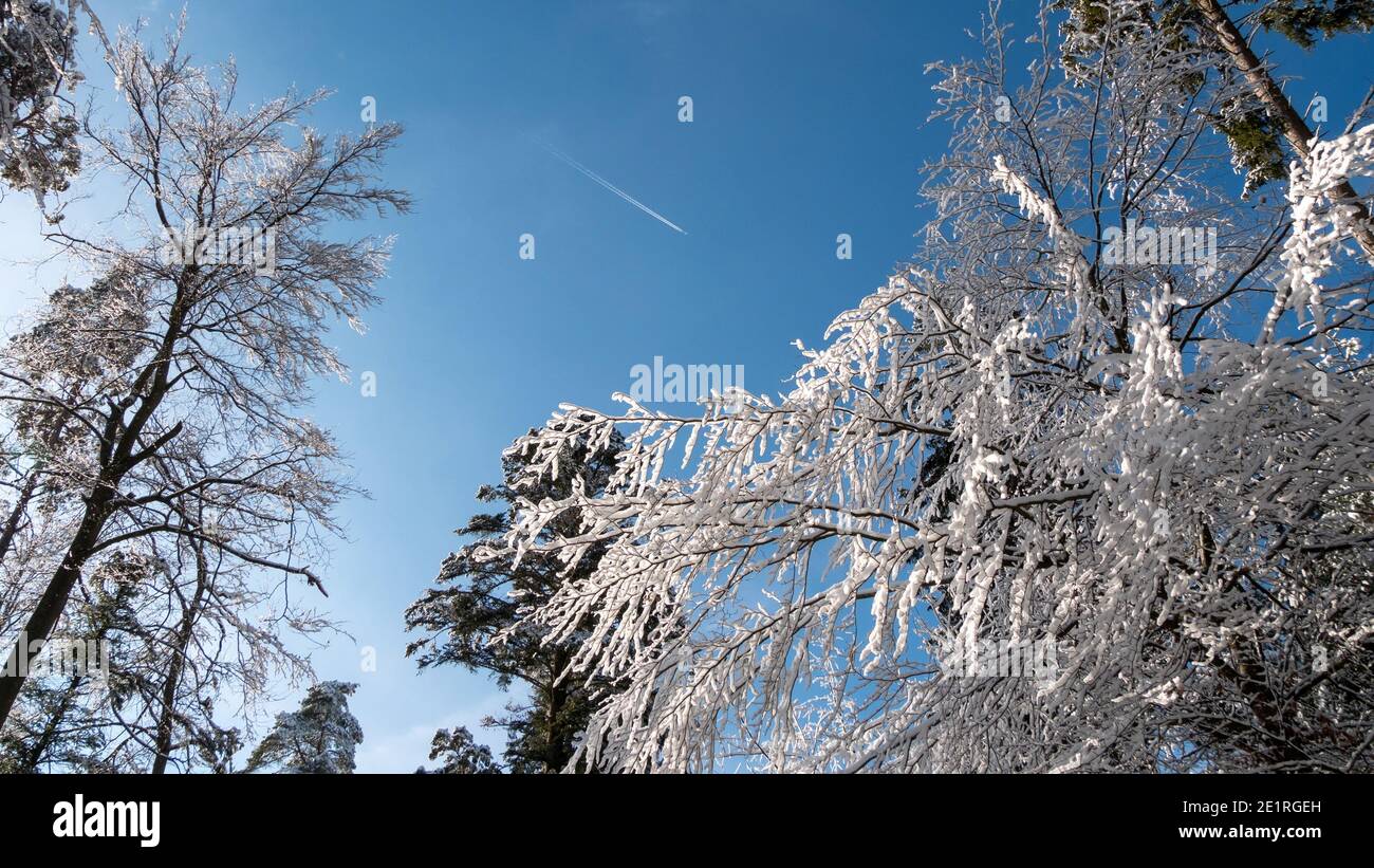 Albero innevato nella foresta Foto Stock