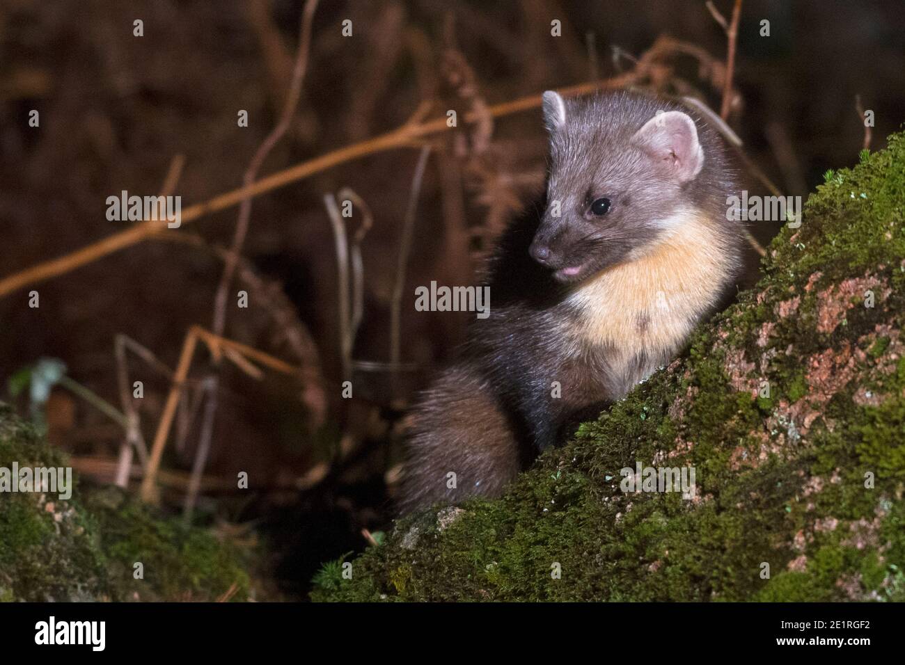 Martes Martes Pino europeo Foto Stock