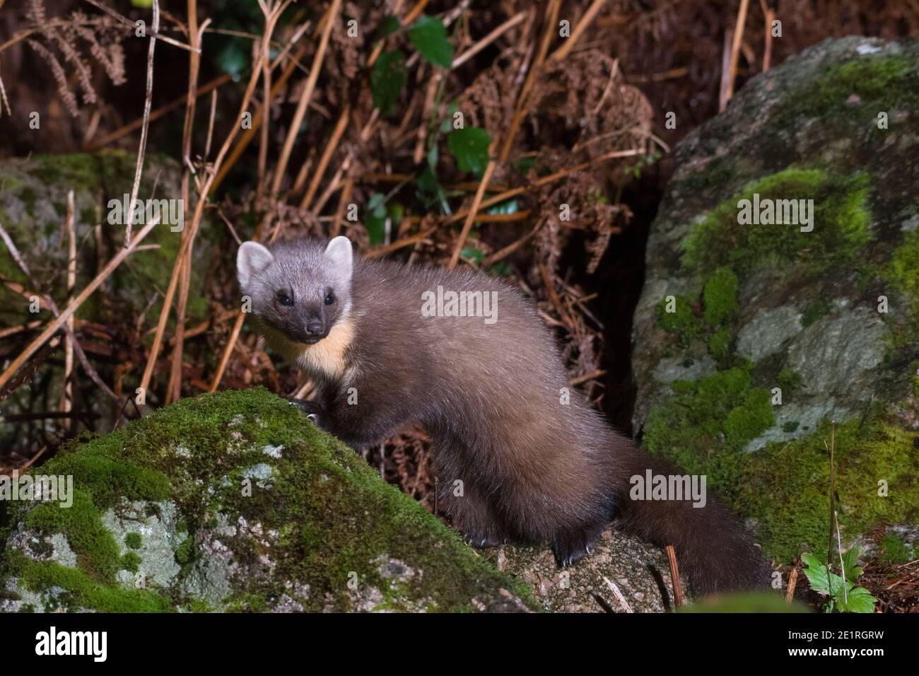 Martes Martes Pino europeo Foto Stock