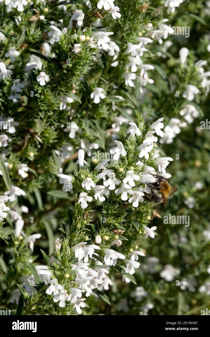 Erbe culinarie Satureja montana Salato invernale Foto Stock