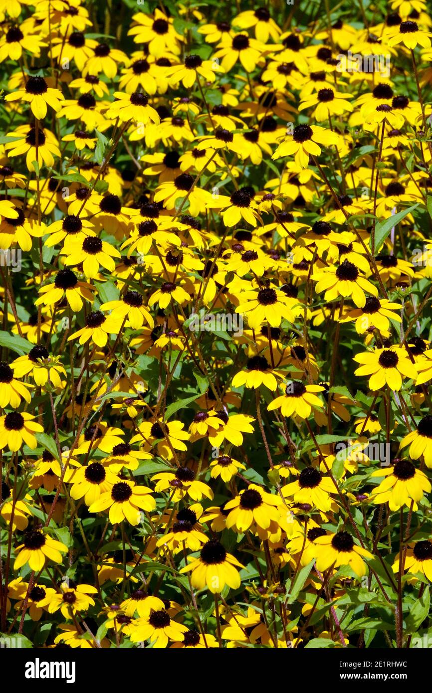 Rudbeckia triloba. Susan con gli occhi castani Foto Stock