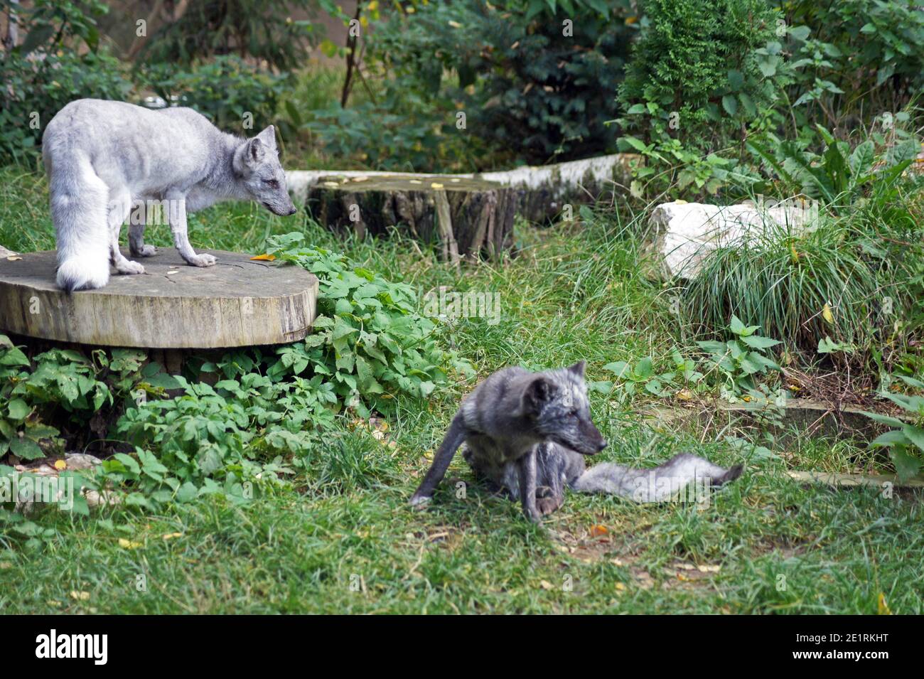 Volpi liberati dalla fattoria di pellicce- volpe polare e argento fox Foto Stock