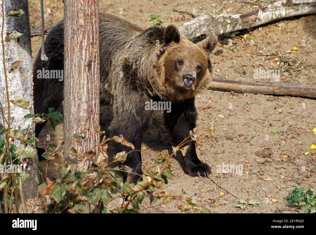 ''ti sento. Ti piace o no?" L'orso ha rilevato la presenza di qualcuno e controlla l'odore con il naso, inclinando delicatamente la testa Foto Stock