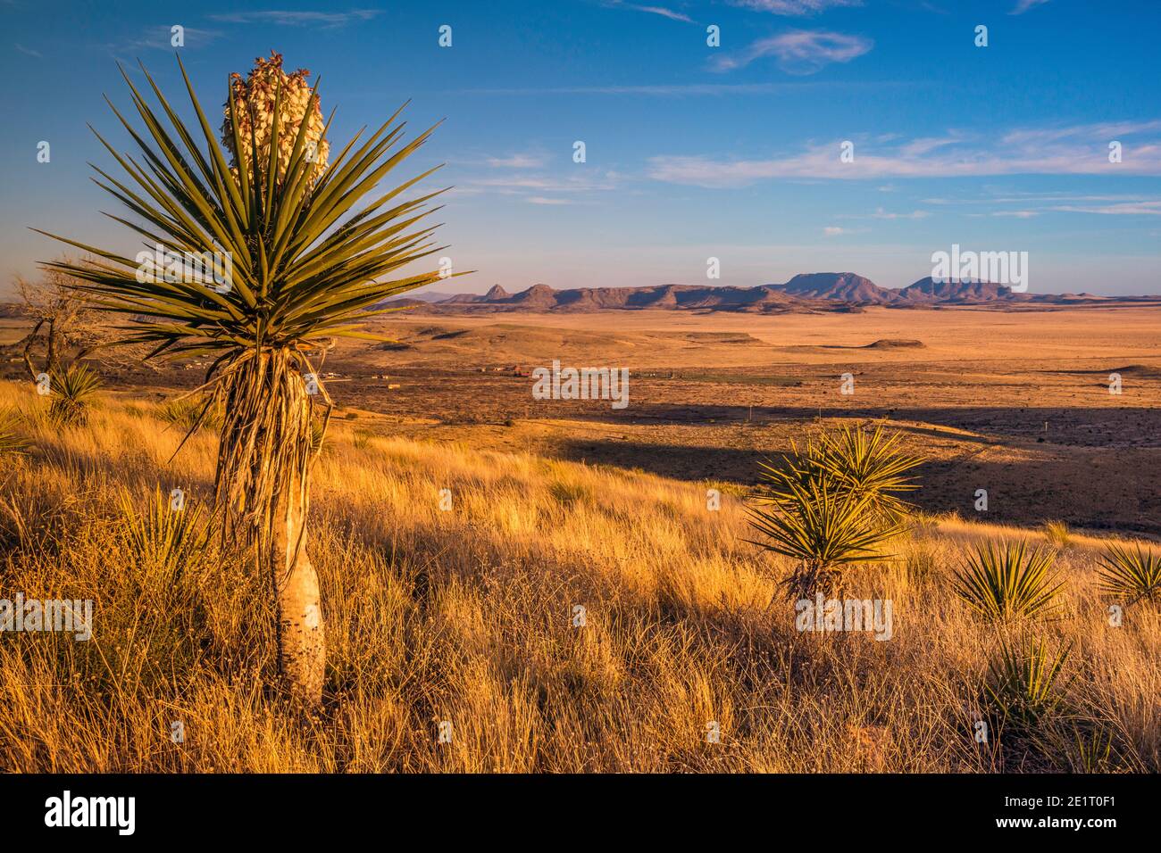 Catena montuosa a distanza nel deserto di Chihuahuan, fiorente yucca pugnale spagnola, visto al tramonto dal punto di vista nel Davis Mountains state Park, Texas, Stati Uniti Foto Stock