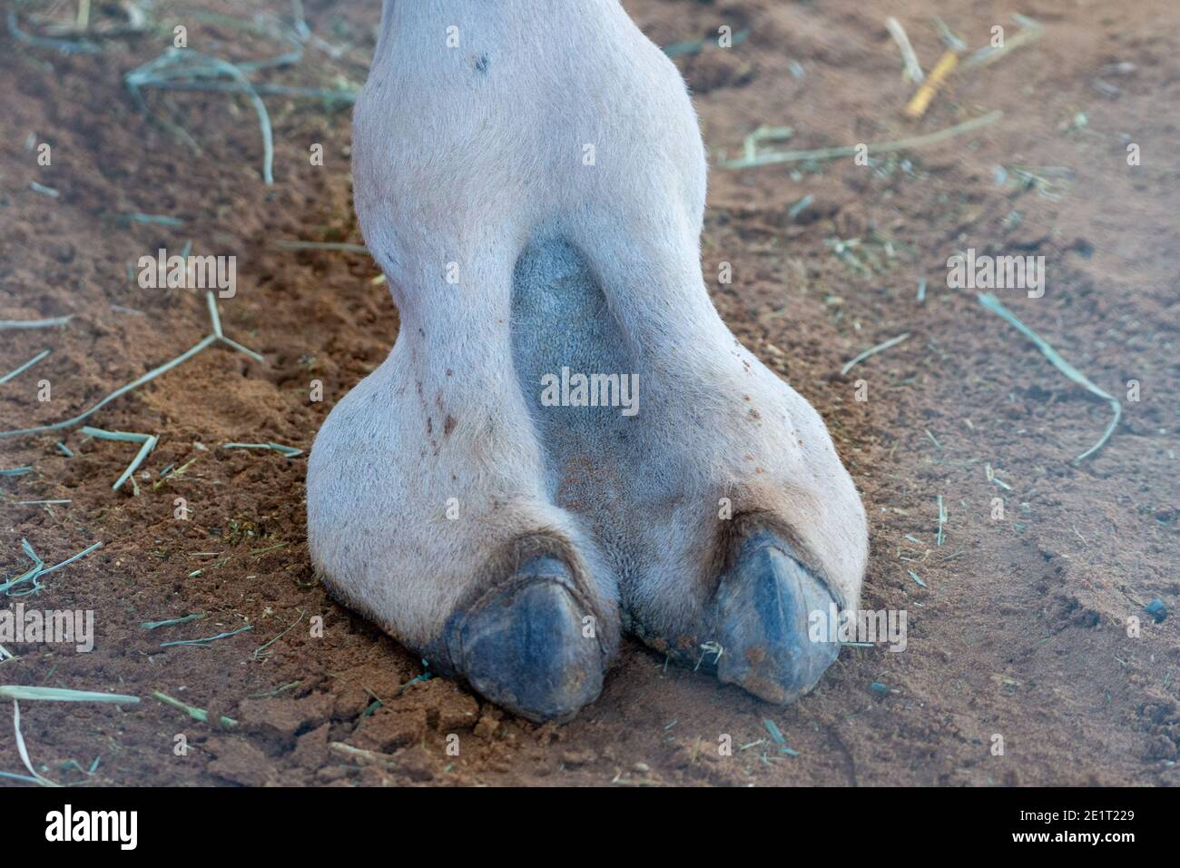Primo piano di un cammello dromedario deserto piede o punta in Medio Oriente negli Emirati Arabi Uniti con uno sguardo ai dettagli pelosi. Cammello dromedario (Camelus Foto Stock
