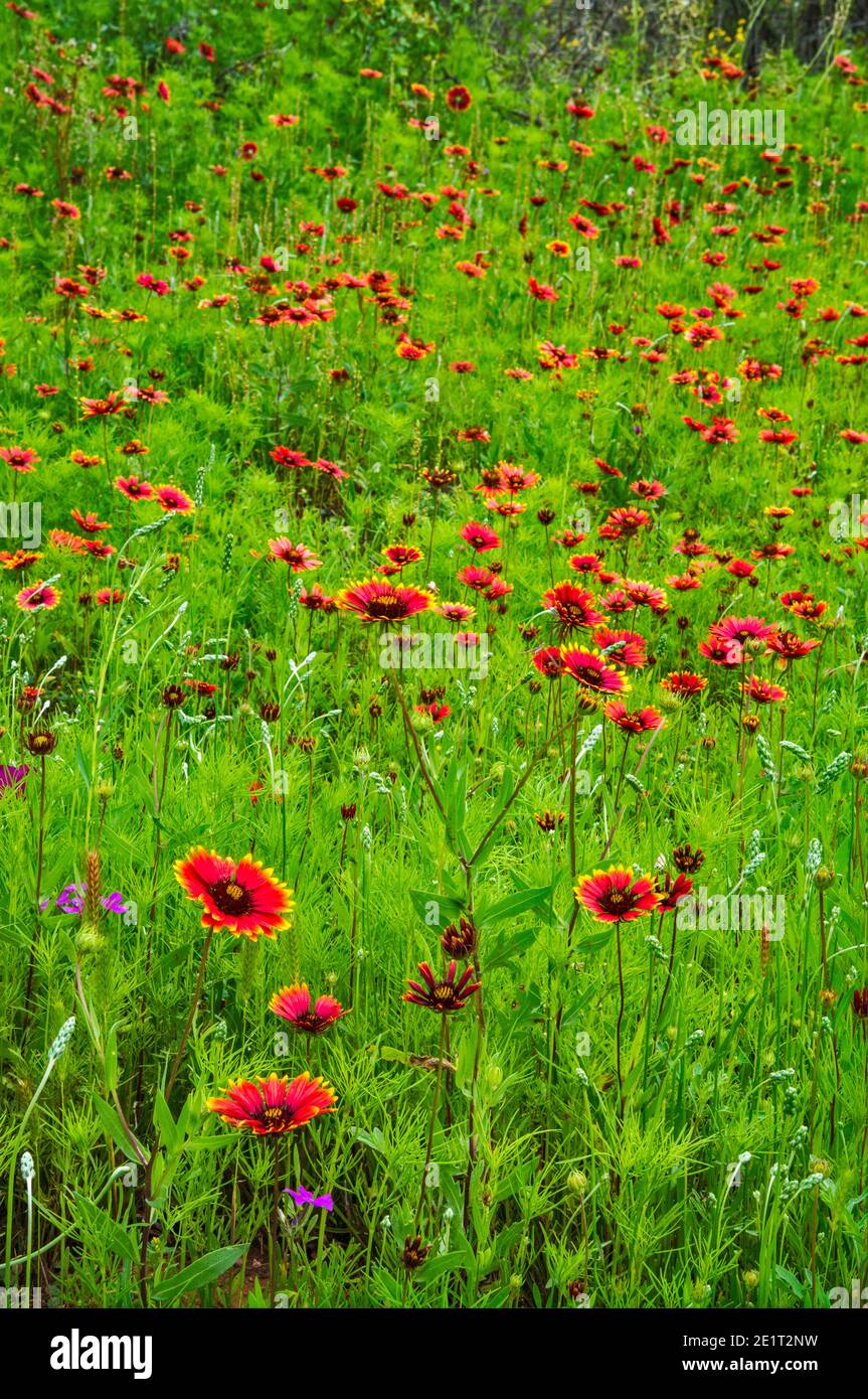 Campo di firewheel aka coperta indiana fiori selvatici (Gaillardia pulchella), in Hill Country vicino Mason, Texas, Stati Uniti Foto Stock