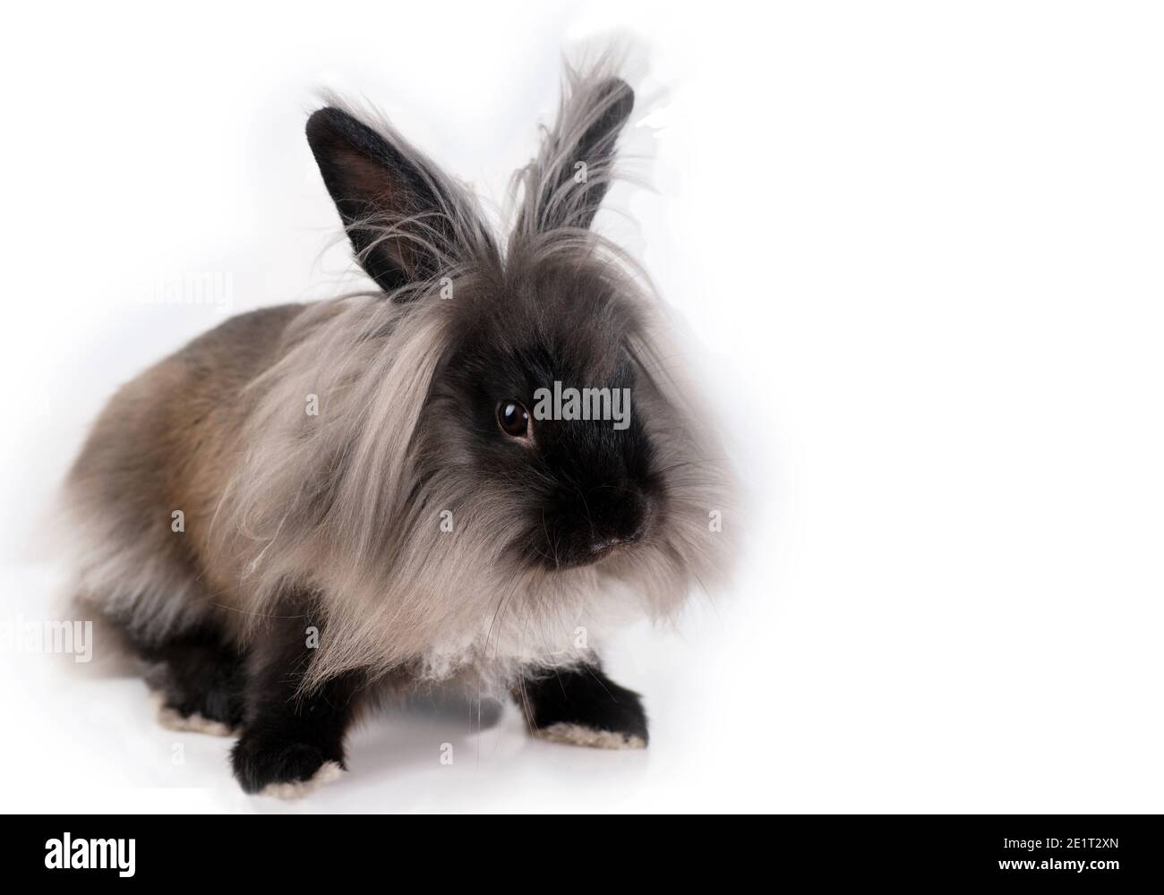 Cute leuttle nani coniglio testa di leone su bianco Foto Stock