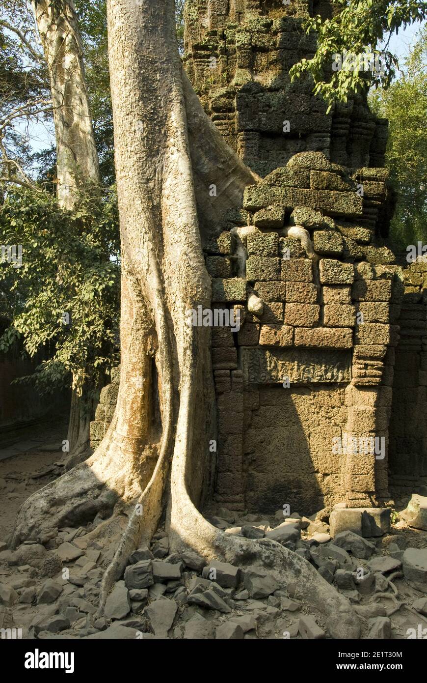 TA Prohm è uno dei templi più popolari di Angkor, spesso chiamato 'il Tempio dei predatori di Tomba', Cambogia. Foto Stock