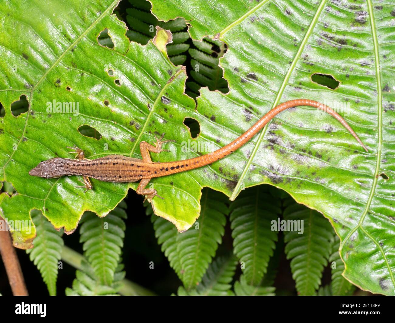 Una piccola lucertola (argulus di Cercosaura) nel sottobosco della foresta pluviale, Ecuador Foto Stock