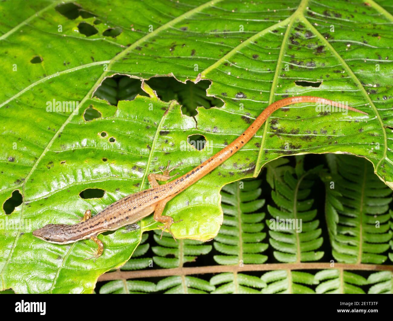 Una piccola lucertola (argulus di Cercosaura) nel sottobosco della foresta pluviale, Ecuador Foto Stock