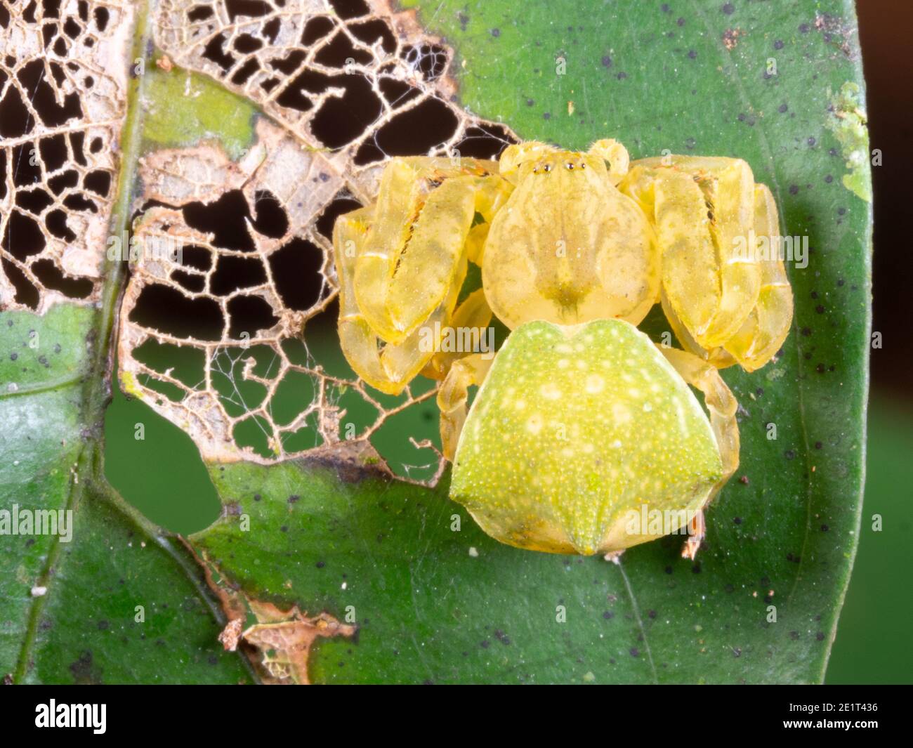 Il ragno di granchio (Epicadus sp.) famiglia Thomisidae su una foglia nella foresta pluviale nell'Amazzonia ecuadoriana Foto Stock