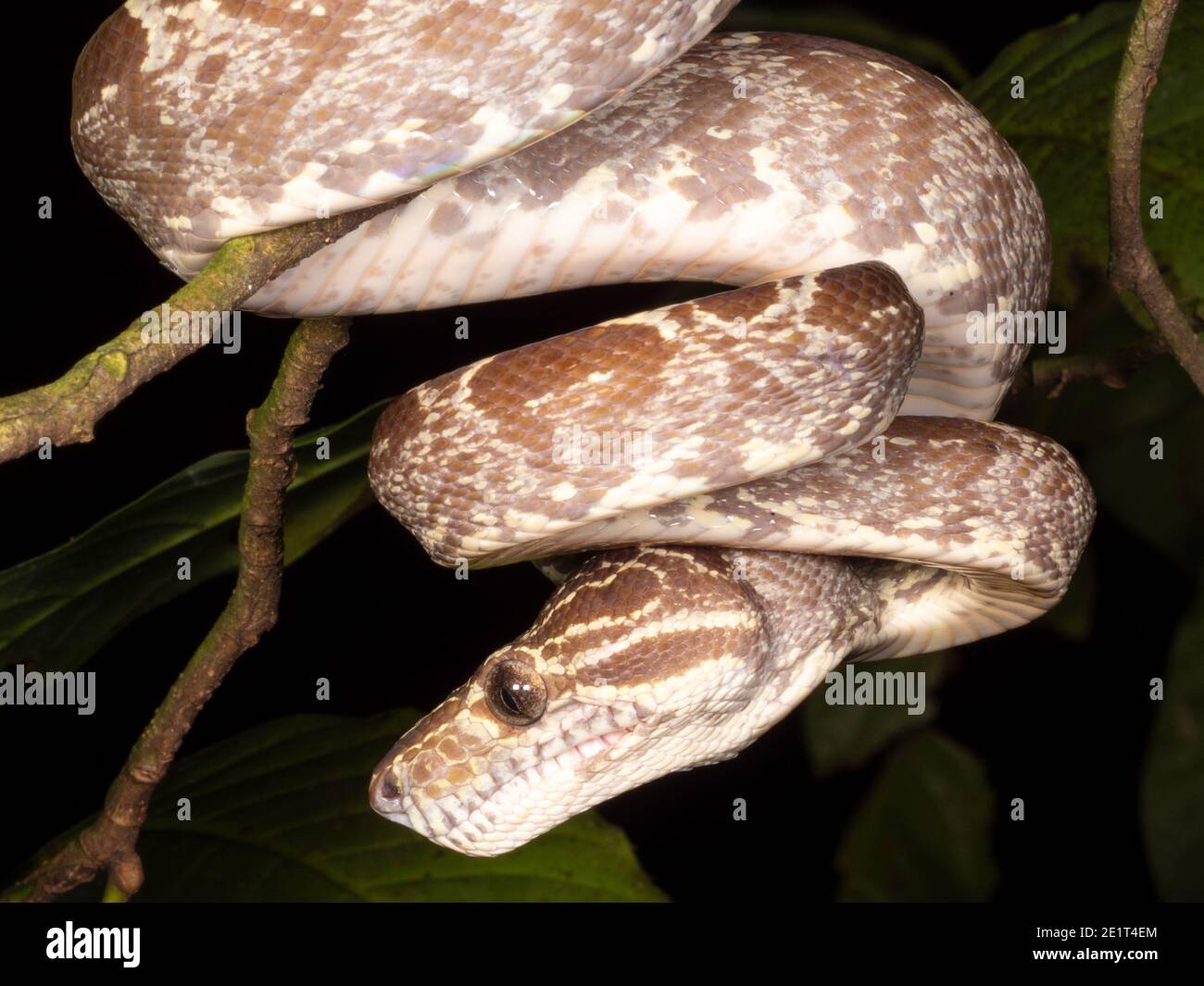 Giardino albero Boa (Corallus hortulanus) nell'Amazzonia ecuadoriana Foto Stock