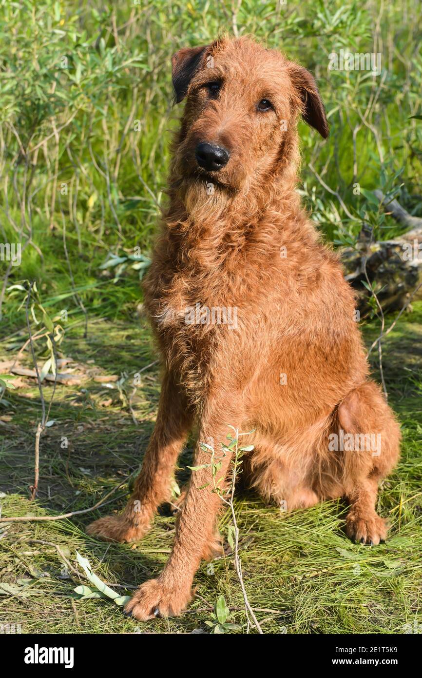 Irish Terrier. Cane rosso su sfondo di erba verde. Foto Stock