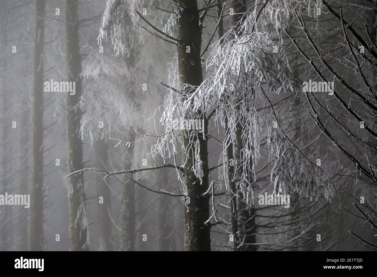 Neve su Exmoor - Somerset inverno 2021 Foto Stock