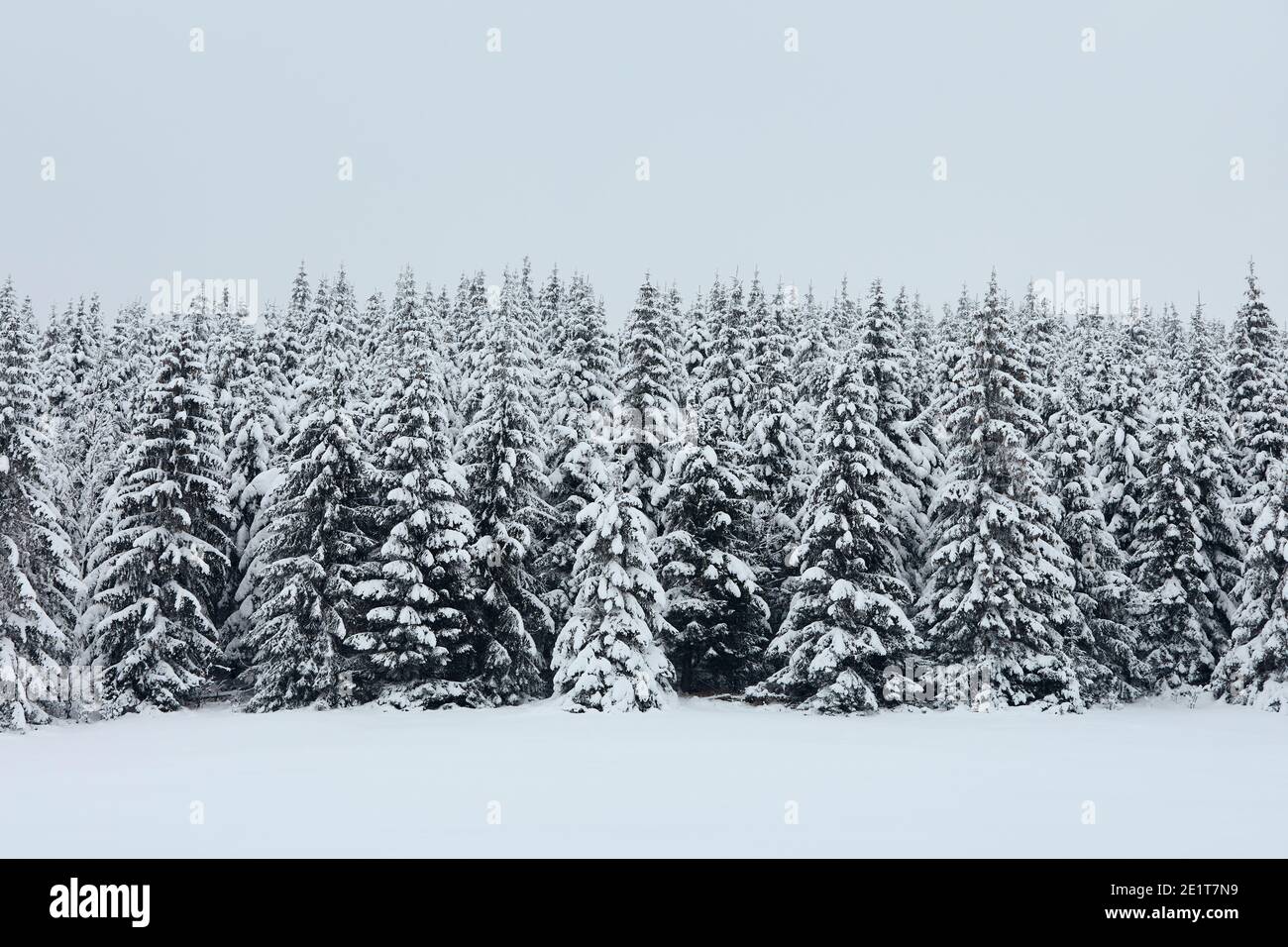 Scena invernale nella foresta di montagna durante il giorno gelido. Alberi innevati dopo la bizzarda, Monti Jizera, Repubblica Ceca Foto Stock
