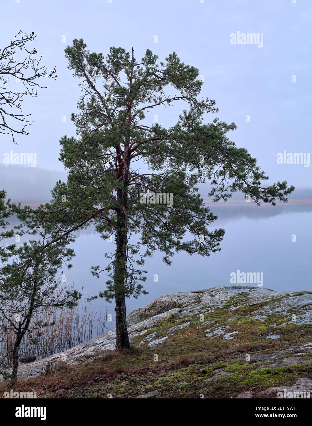 Nebbia invernale con un albero che cresce su Råholmen, Bogesundslandet, fuori Vaxholm, Svezia Foto Stock