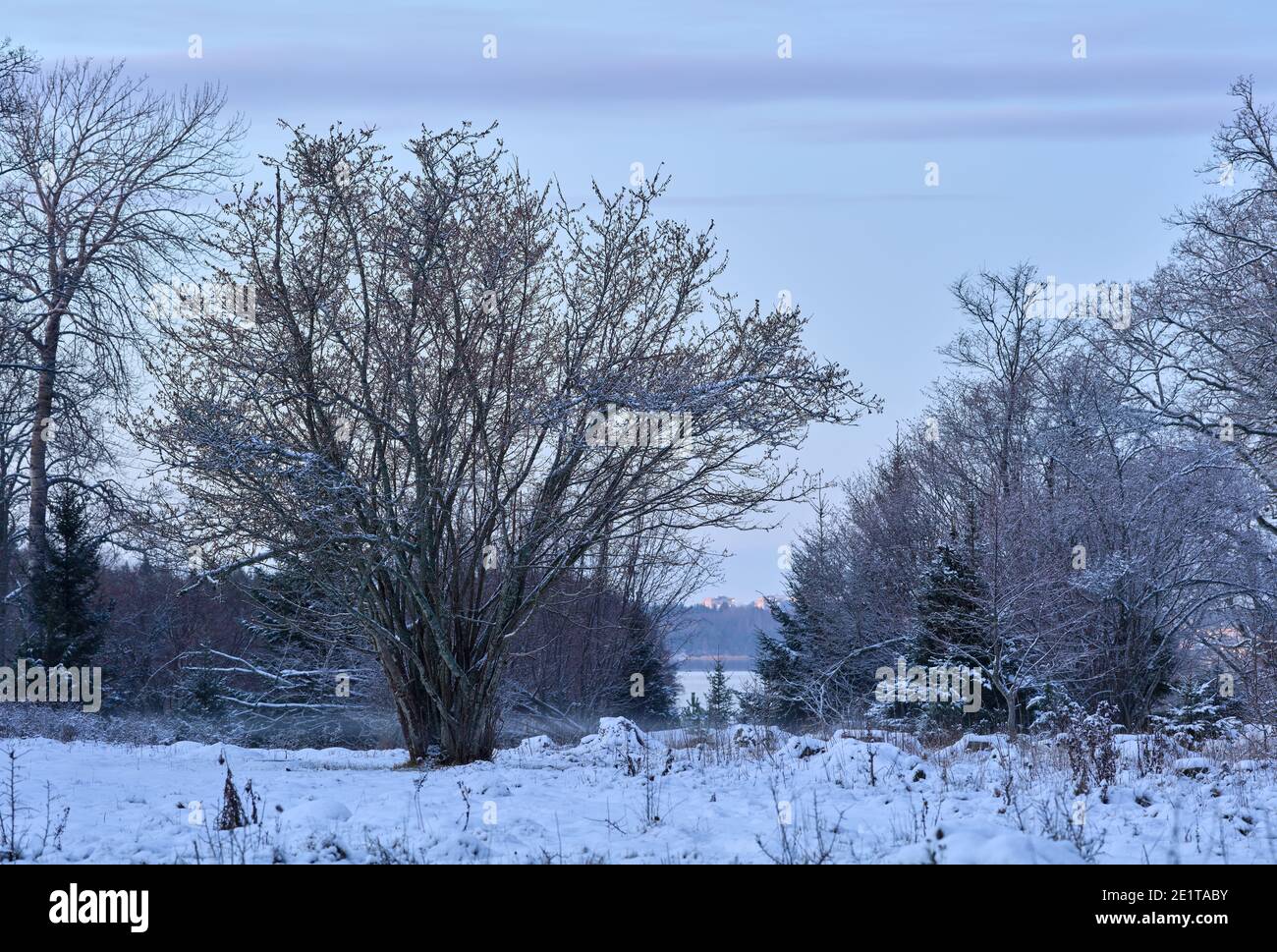 Prato invernale con alberi a Bogesundslandet, tra Sandvreten e Kvarnberget, fuori Vaxholm, Svezia Foto Stock