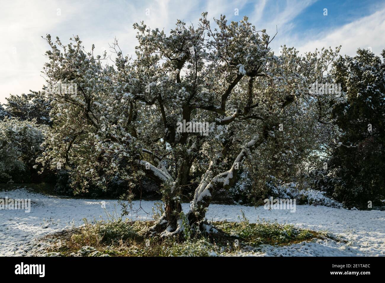 Un olivo innevato in Provenza , Gordes , Francia Foto Stock