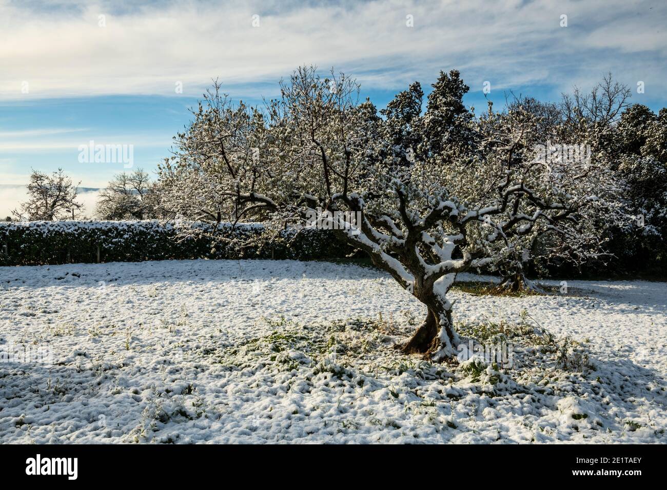 Un olivo innevato in Provenza , Gordes , Francia Foto Stock