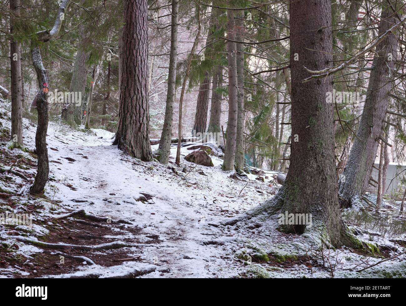 Foresta durante l'inverno con un po' di neve, vicino a Kvarnberget a Bogesundslandet, Vaxholm, Svezia Foto Stock