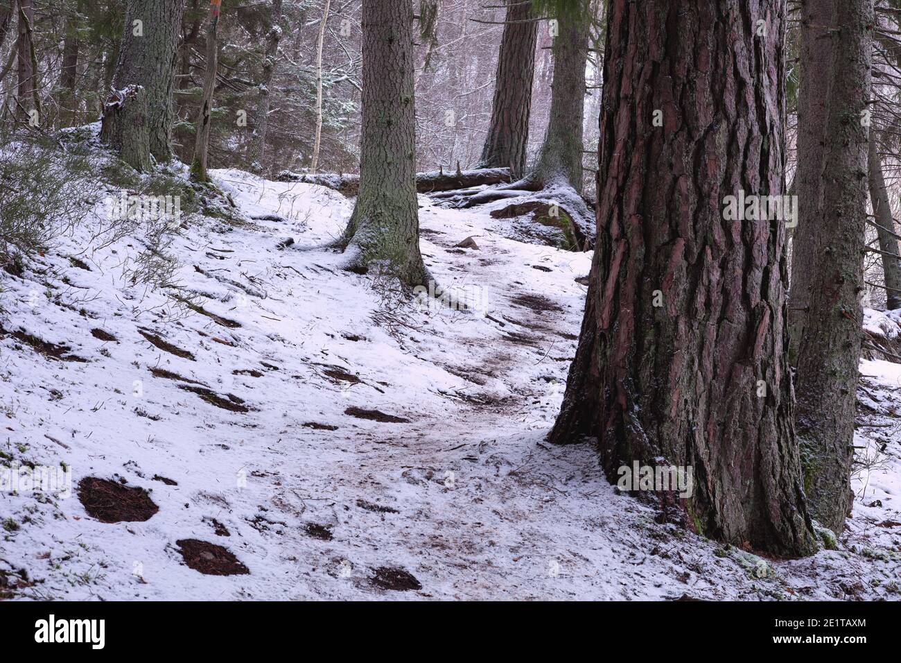 Foresta durante l'inverno con un po' di neve, vicino a Kvarnberget a Bogesundslandet, Vaxholm, Svezia Foto Stock