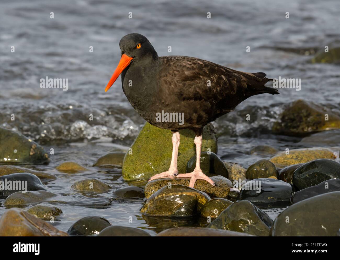 Oyster Catcher in piedi sul bordo della riva Foto Stock