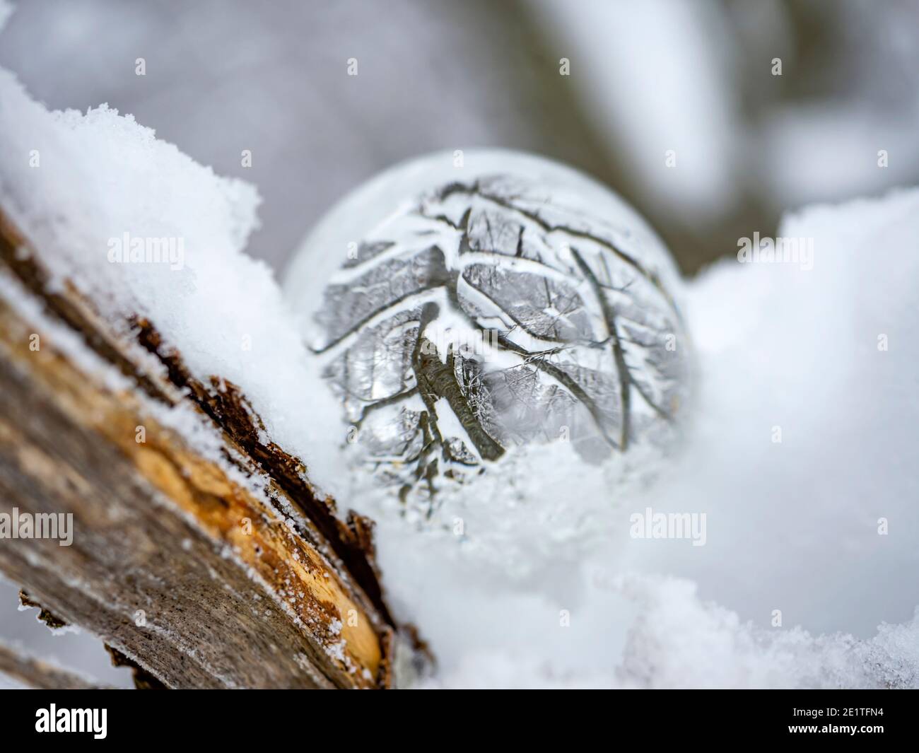Palla di vetro di ghiaccio sul ramo dell'albero Foto Stock